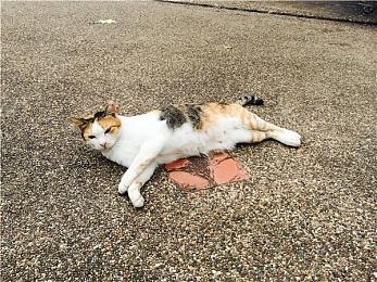 《街头霸王6》公测介绍第一弹 角色和操作方式